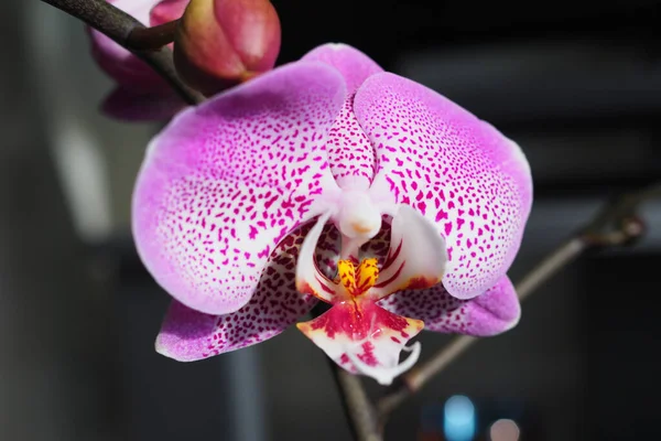Uma Bela Orquídea Falaenopsis Rosa — Fotografia de Stock