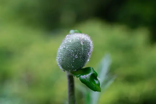 Close Shot Green Plant Growing Garden Rain Drops Blurry Background — Fotografie, imagine de stoc