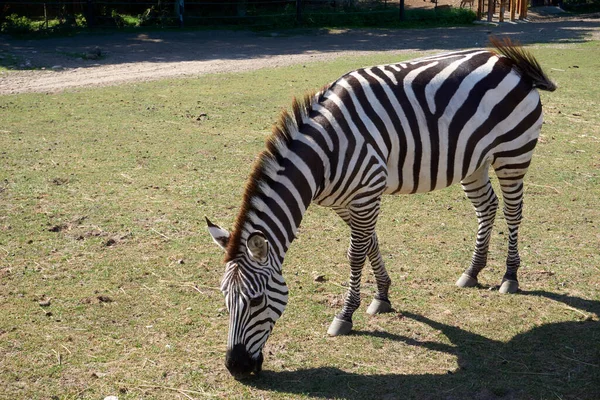 Beautiful Shot Zebra Walking Animals Park Eating Grass Sunny Day — ストック写真