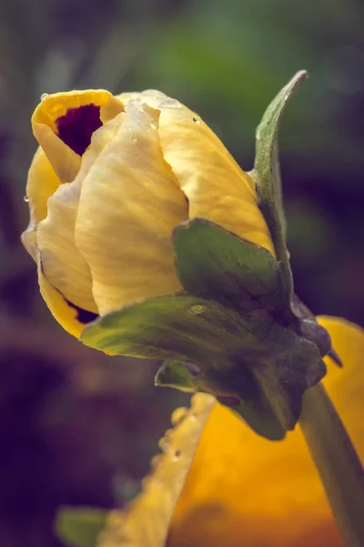 Vertical Shot Beautiful Yellow Tulip Raindrops — Foto de Stock