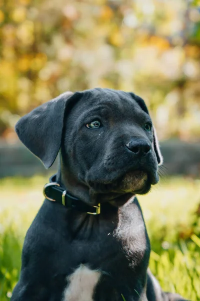 Closeup Portrait Cute Black Dog — Zdjęcie stockowe
