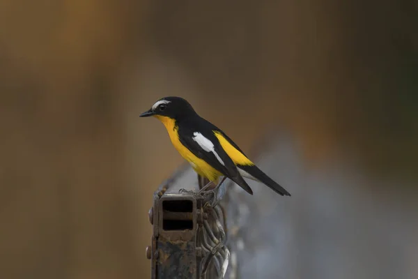 Δείτε Πιο Κοντά Σκαρφαλωμένο Ένα Σιδερένιο Φράχτη Yellow Ramped Flycatcher — Φωτογραφία Αρχείου