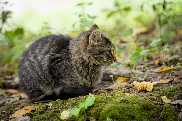 Soft Focus Tabby Cat Sitting Garden Surrounded Moss Weeds Grass — Stockfoto