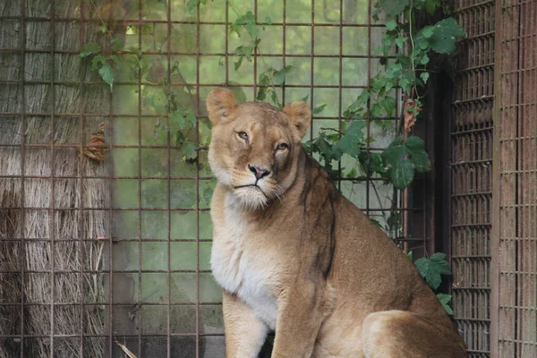 Tiro Close Uma Leoa Zoológico — Fotografia de Stock