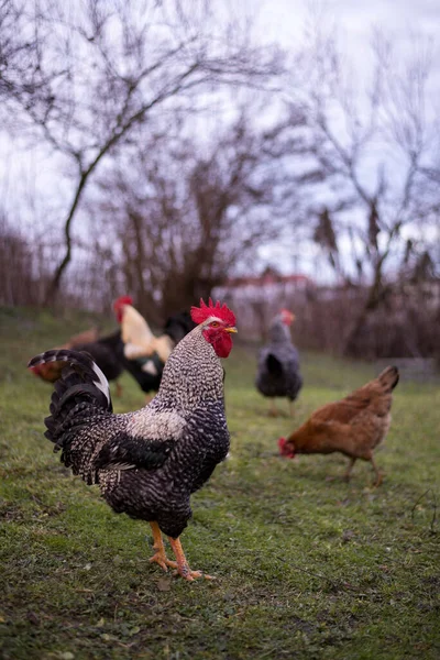 Flock Free Range Chickens Foraging Grasses Farm — 图库照片