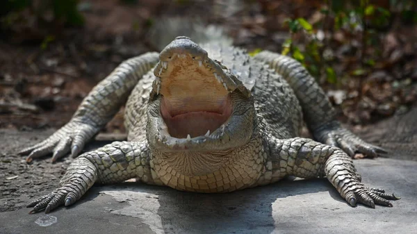 Mouth Gaping While Basking Afternoon Sun Siamese Crocodile Crocodylus Siamensis — Fotografia de Stock