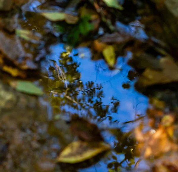 Small Puddle Leaves Reflection Sky — стоковое фото