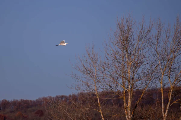 Flying White Heron Field Clear Blue Sky — стоковое фото