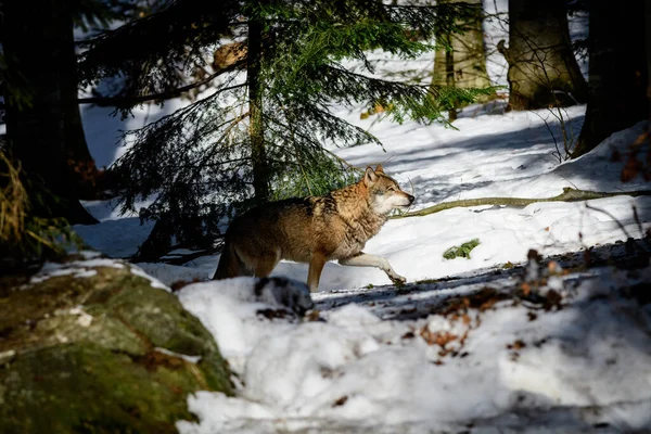 Closeup Shot Wolf Canis Lupus Snowy Forest — Stockfoto