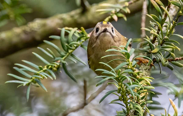 Tiro Close Pássaro Warbler Galho Árvore Contra Fundo Turvo — Fotografia de Stock