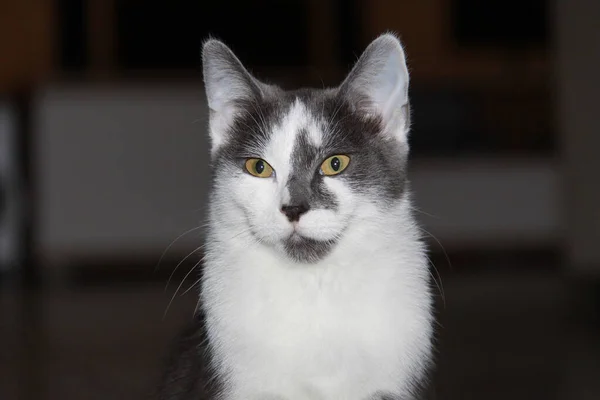 Primer Plano Gato — Foto de Stock