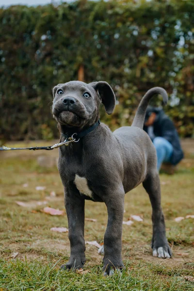 Vertical Shot Black Cute Cane Corso Puppy Walk — Foto Stock