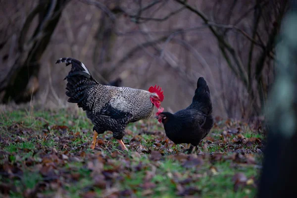 Couple Free Range Chicken Foraging Grasses Farm — 스톡 사진