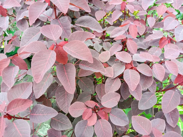 Closeup Shot Plant Light Red Leaves — Foto de Stock
