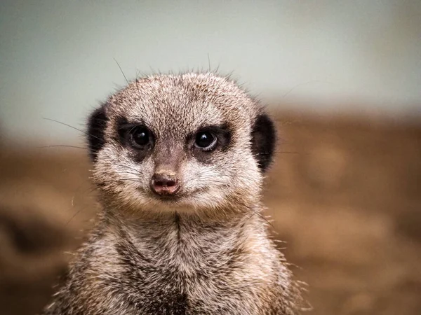 Selective Focus Shot Meerkat Zoo — Fotografia de Stock