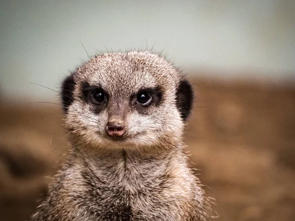 Selective Focus Shot Meerkat Zoo — 图库照片