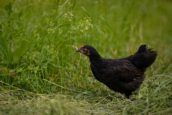 Closeup Shot Free Range Chick Foraging Grasses Farm — Fotografia de Stock