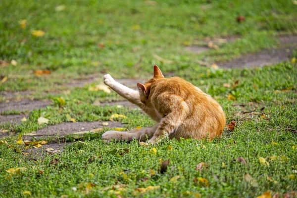 Soft Focus Red Tabby Cat Cleaning Its Foot Lawn Outdoors — Fotografia de Stock