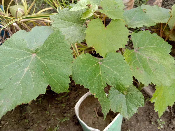 Closeup Shot Green Leaves Grape Vines — 스톡 사진