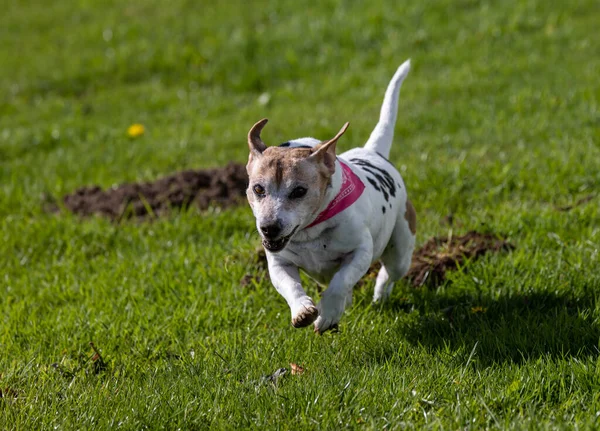 Running Jack Russell Terrier Red Collar Greenfield Park — Foto Stock