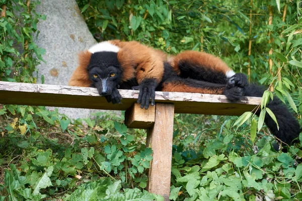 Červený Nafoukaný Lemur Ležící Dřevěné Lavičce — Stock fotografie