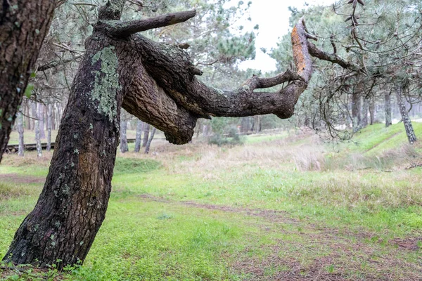 Tree Strange Shape Forest — стоковое фото