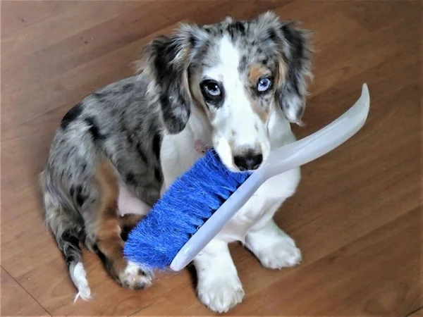 Oldham United Kingdom Nov 2021 Dappled Dachshund Sits Blue Brush — Stock Photo, Image