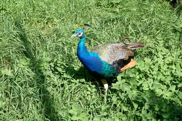 Close Blue Pretty Peacock Standing Grass Sunny Day — Stockfoto