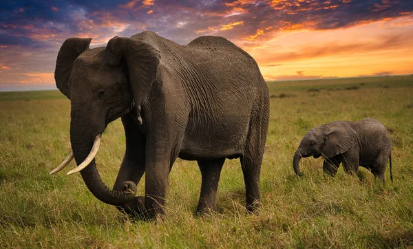 Elephants Walking Field Scenic Sunset Stock Image