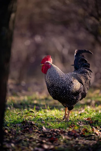 Vertical Shot Rooster Farm Blurred Background — Stock Photo, Image