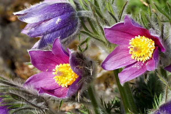 Closeup Shot Violet Pasque Flowers Growing Garden — Foto Stock