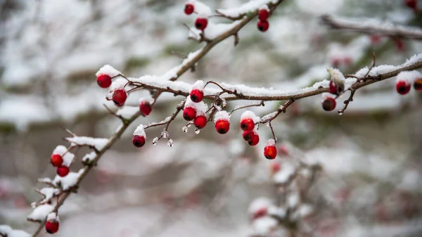 Beautiful Shot Hawthorn Winter Good Wallpaper — стоковое фото