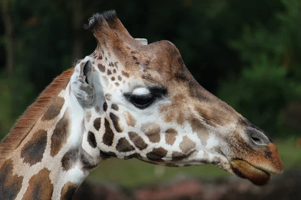 Крупный План Жирафа Зоопарке — стоковое фото