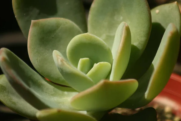 阳光下植物的特写镜头 — 图库照片