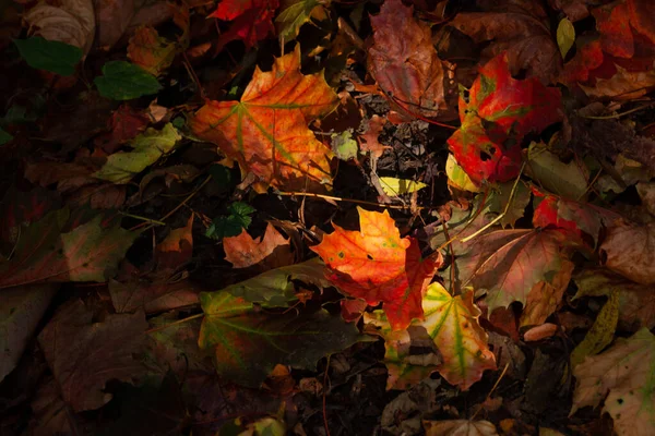 Πολύχρωμα Φθινοπωρινά Φύλλα Σφενδάμου Πεσμένα Στο Έδαφος Ένα Πάρκο — Φωτογραφία Αρχείου