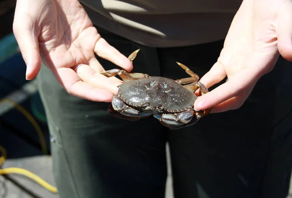Closeup Shot Fisherman Hand Holding Crab — Fotografia de Stock