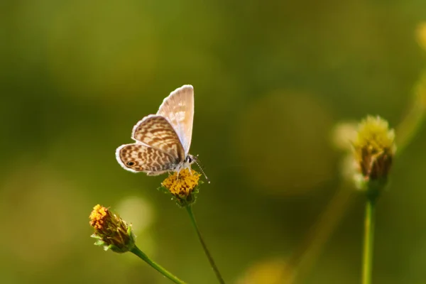 Selective Butterfly Flower — Zdjęcie stockowe