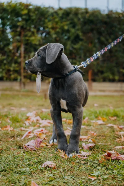 Vertical Shot Black Cute Cane Corso Puppy Walk — Stock Fotó
