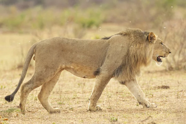 South African Lion Savanna — Stok fotoğraf