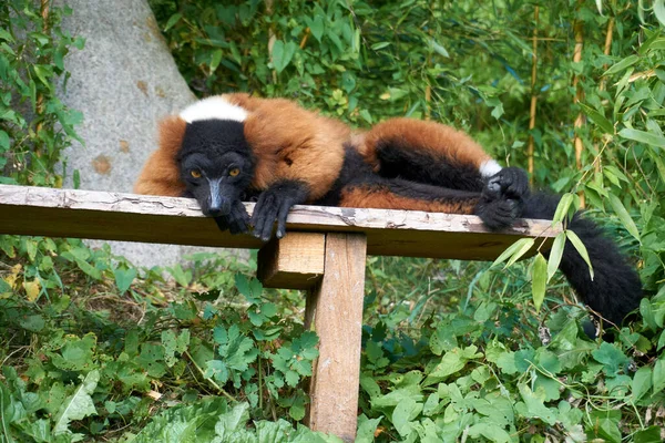 Czerwony Lemur Leżący Drewnianej Ławce — Zdjęcie stockowe