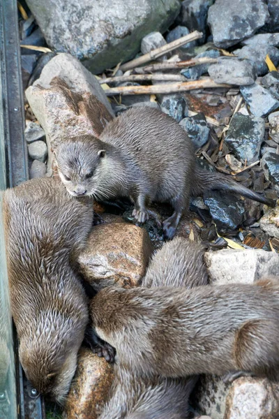 Close Group Rodents Stony Ground Small Stone —  Fotos de Stock