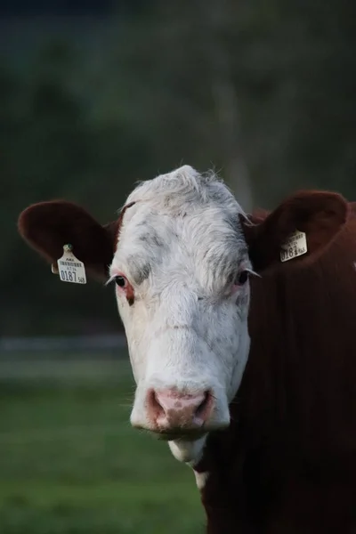 Vertical Portrait Cow Field — Zdjęcie stockowe