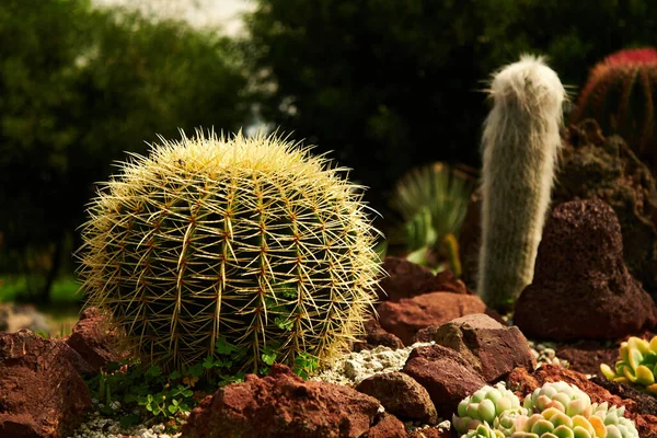 Selective Cactus Garden — Stockfoto