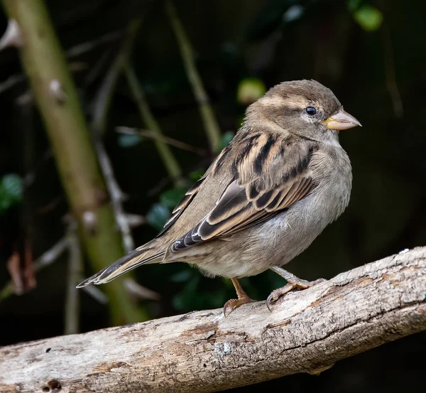 Closeup Shot Brown Sparrow Perching Tree Branch — ストック写真
