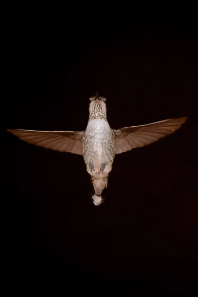 Sierra Vista Vereinigte Staaten November 2021 Kolibri Schwebt Auf Schwarzem — Stockfoto