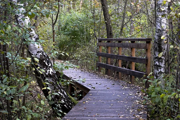 Una Vista Natural Una Pasarela Madera Bosque — Foto de Stock