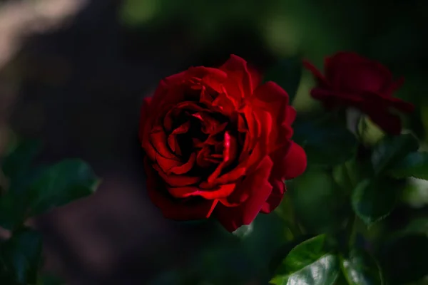 Shallow Focus Red Rose Blurred Green Background — Photo