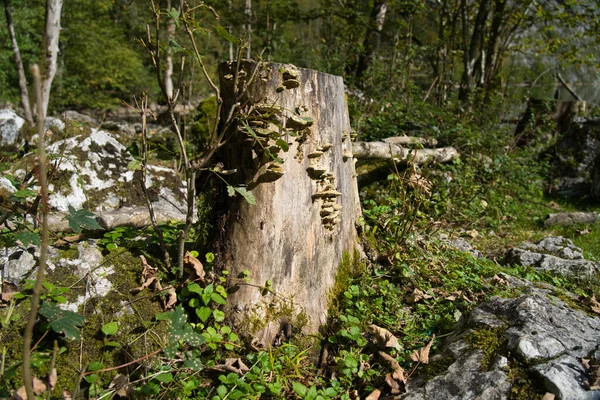 Closeup Shot Tree Stump Forest Sunny Day — ストック写真