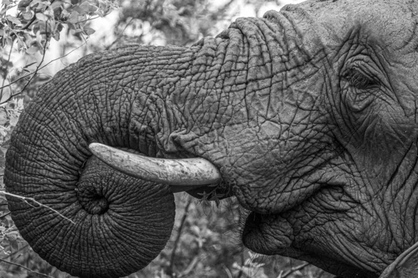 Elephant Bushes South Africa — Stock Photo, Image
