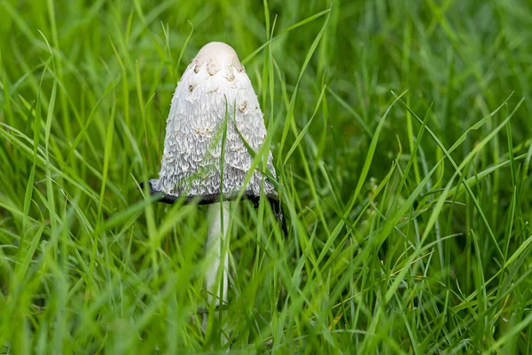 Soft Focus Shaggy Ink Cap Mushroom Growing Grassy Field — Stock Photo, Image